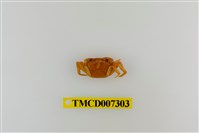 藏品(拉氏清溪蟹)的圖片